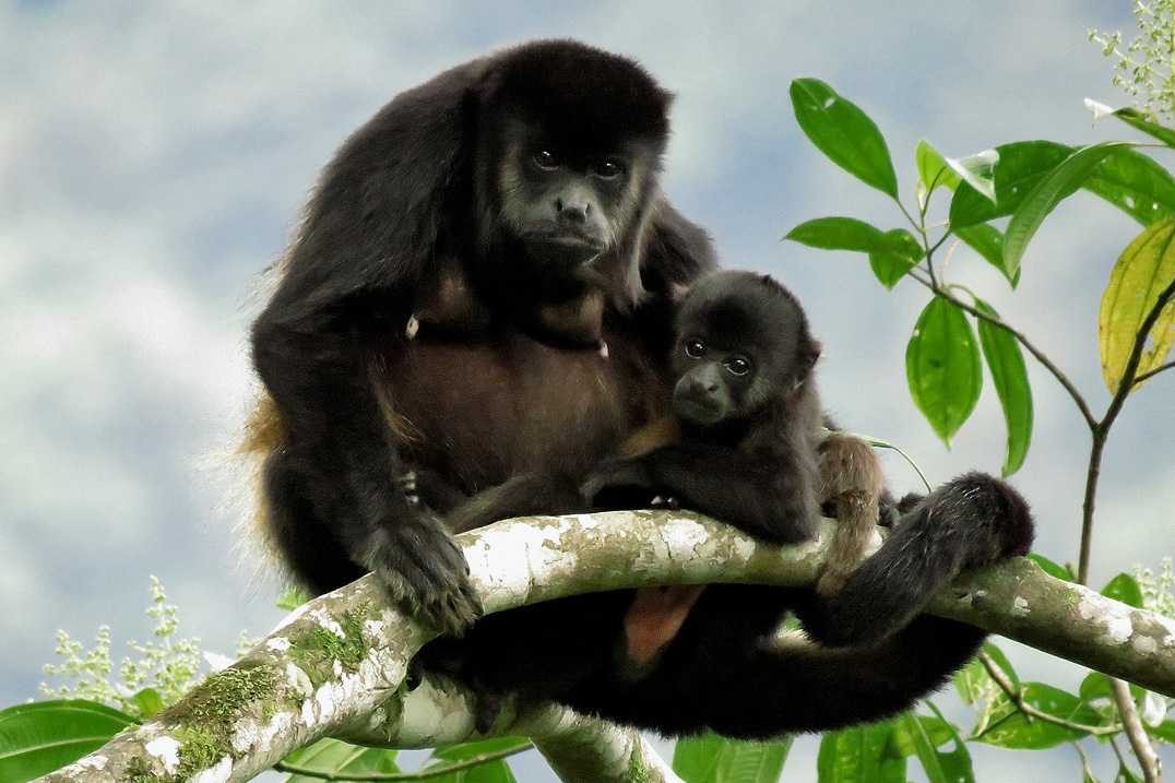 Importancia Biológica